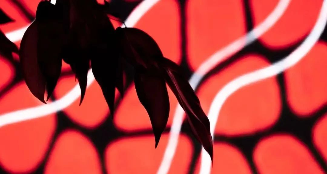 仅用一个灯光展览活动装置就传递了大自然的声音,自然之声太神奇了